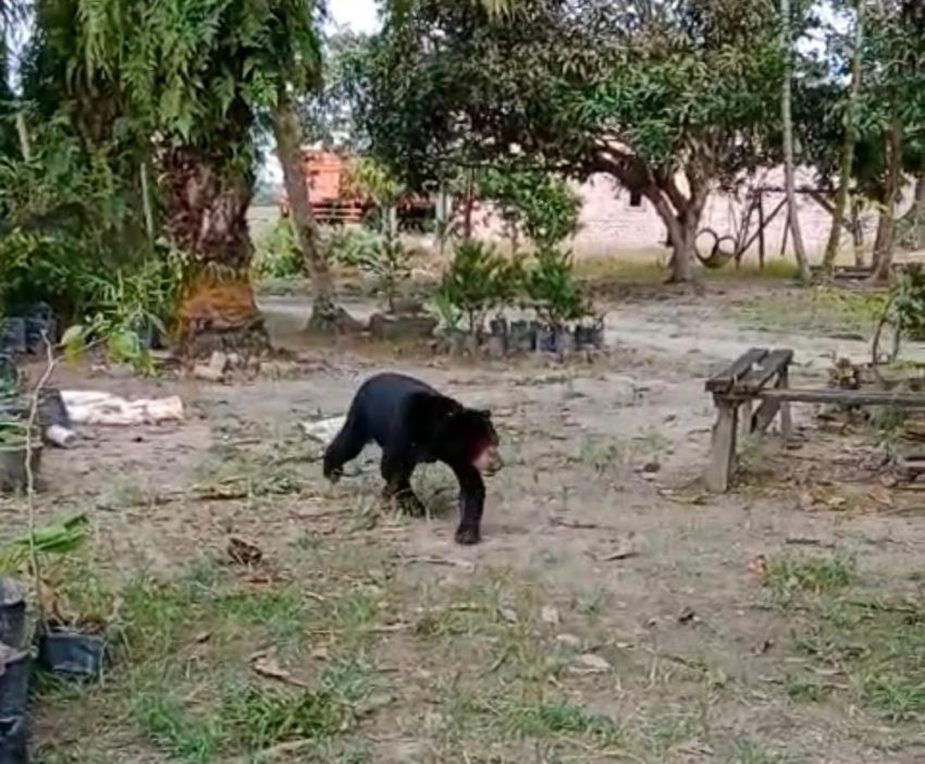 Beruang Madu Terekam Berkeliaran di Pekarangan Rumah Warga Siak