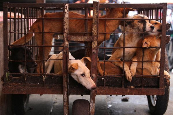 Gibran Dinilai tak Mampu Selesaikan Persoalan Penjualan Daging Anjing di Solo