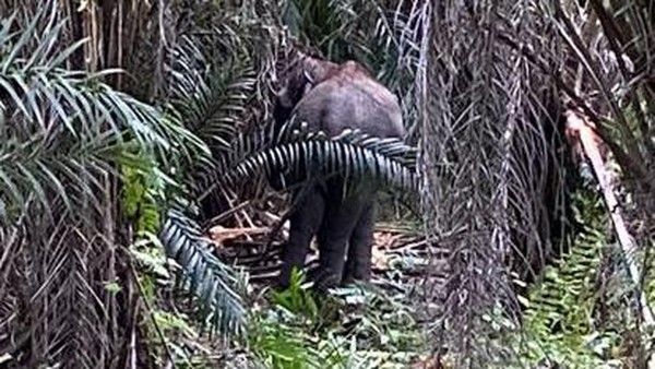 Proses Translokasi, 1 Ekor Gajah Liar Ditembak Bius oloeh Tim BBKSDA 1 Berhasil Kabur