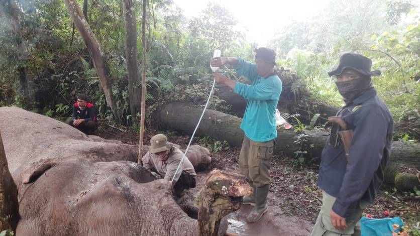 Kasus Kematian Gajah Rahman, Polda Riau Dalami adanya Unsur Kesengajaan