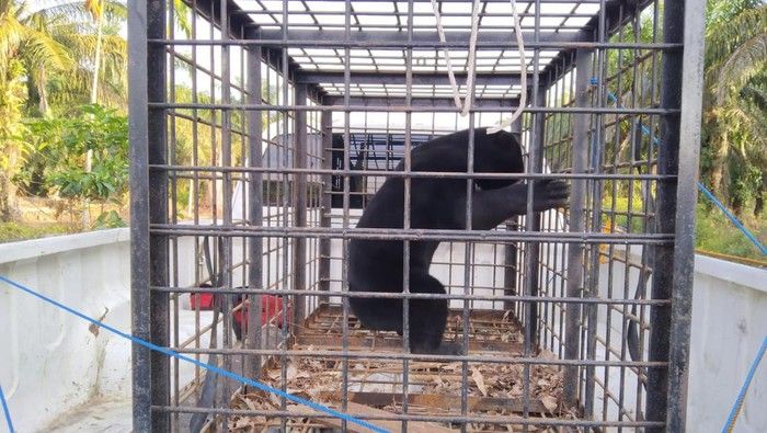 Mangsa Ayam Milik Warga Siak, Seekor Beruang Madu Berhasil Ditangkap