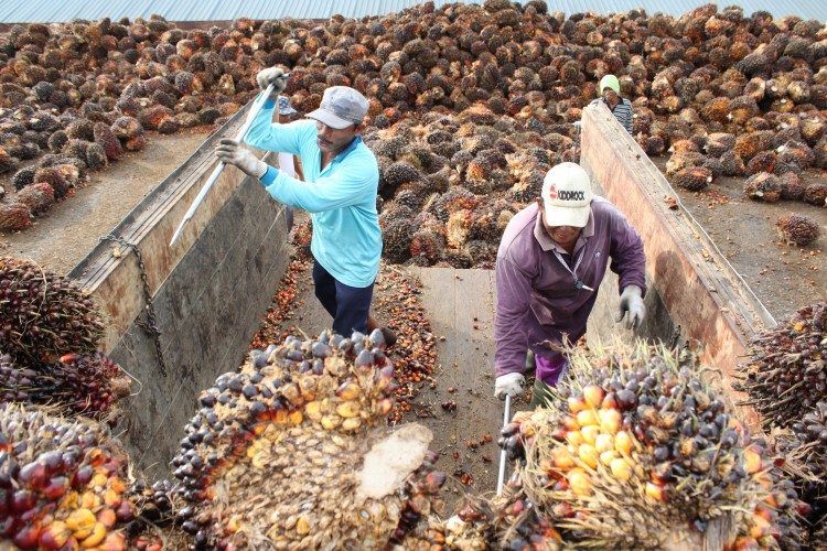 Harga TBS Sawit di Riau Pekan ini Naik Capai Rp2.780/Kg