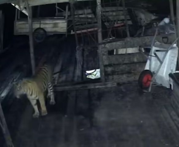 Harimau Sumatera Terekam CCTv Terkam Anjing di Rumah Warga Siak