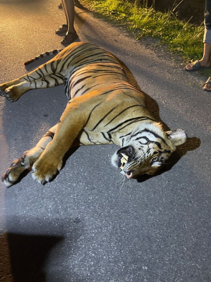 Heboh Video Harimau Tertabrak di Tol Pekanbaru-Dumai? Kenyataannya Begini