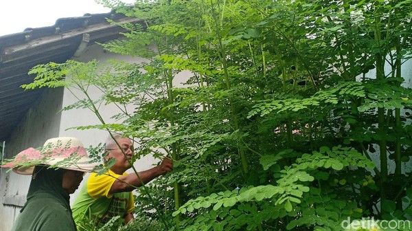 Daun Kelor untuk Kesehatan, Menjaga Kesehatan Jantung