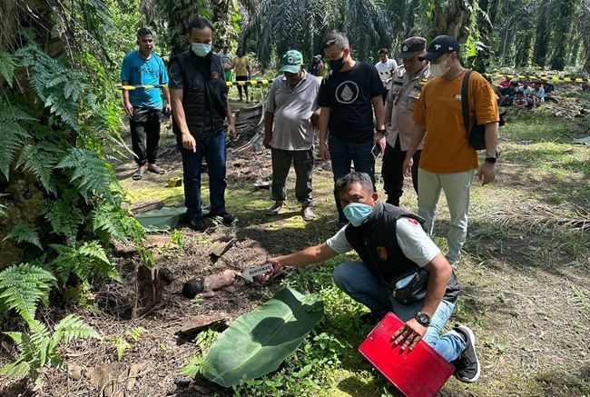 Anaknya Dibuang di Kebun Sawit Kampar Tewas Berlalat