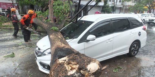 Warga Tiongkok Tewas di Tertimpa Pohon Tumbang