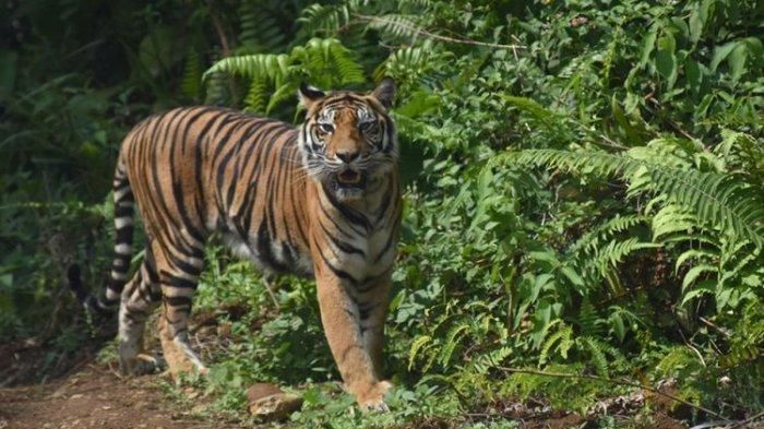 Ngeri! Harimau Sumatera Keluyuran di Koridor RAPP