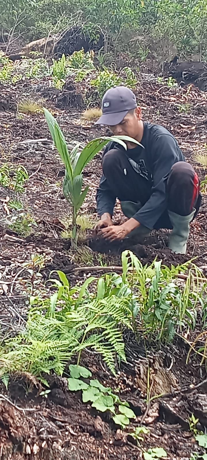 PT Envitec CSR Pupuk Organik  Solvit 77 ke Poktan Nanas dan Kelapa di Lahan Gambut