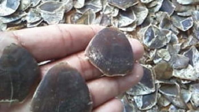 Pelaku Perdagangan 987 Kg Sisik Trenggiling Ditangkap