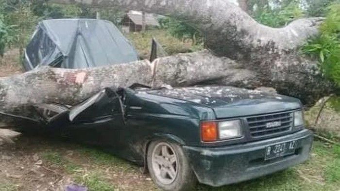 Sekeluarga Tewas Tertimpa Pohon Durian Milik Sendiri