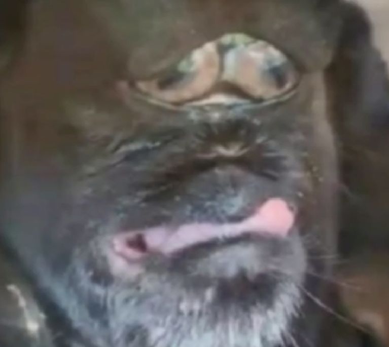 Aneh tapi Nyata, Kambing Lahir dengan Wajah Mirip Gorila