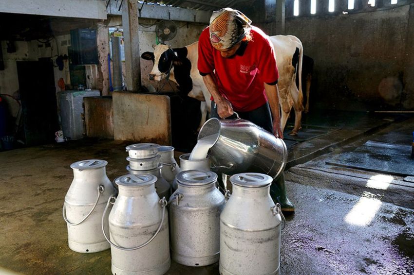 Ternyata Ini Penyebab,  Susu Impor Banjiri Indonesia