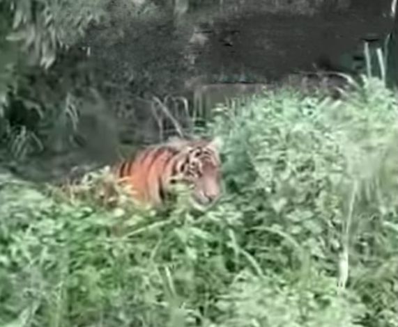 Viral Video Beredar Penampakan Harimau di Sungaimandau, Siak