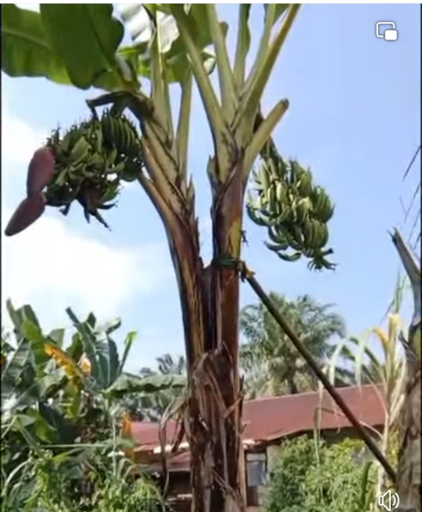 Pisang Aneh Tumbuh di Belakang Gedung LAMR Dumai, Bercabang 2 Miliki 4 Tandan