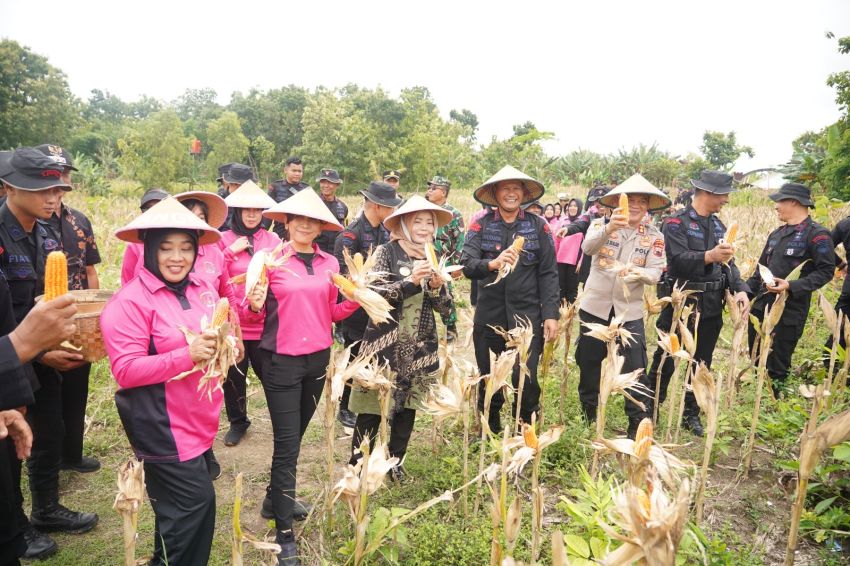 Sat Brimob Polda Jateng Panen Raya di Sragen, Dukung Ketahanan Pangan Nasional