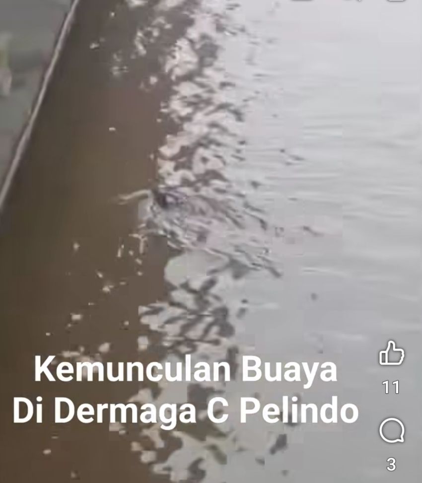 Heboh, Masyarakat Melihat Buaya di Dermaga C Pelindo Dumai