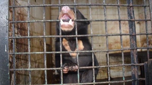 Beruang Madu Alami Luka Parah Diduga Oknum Masyarakat Mencoba Mengeksekusi