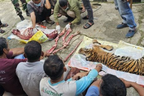 Masuk Perangkap Babi, Seekor Harimau Sumatera  Dikuliti dan Dicincang, Enam Tersangka Diamankan