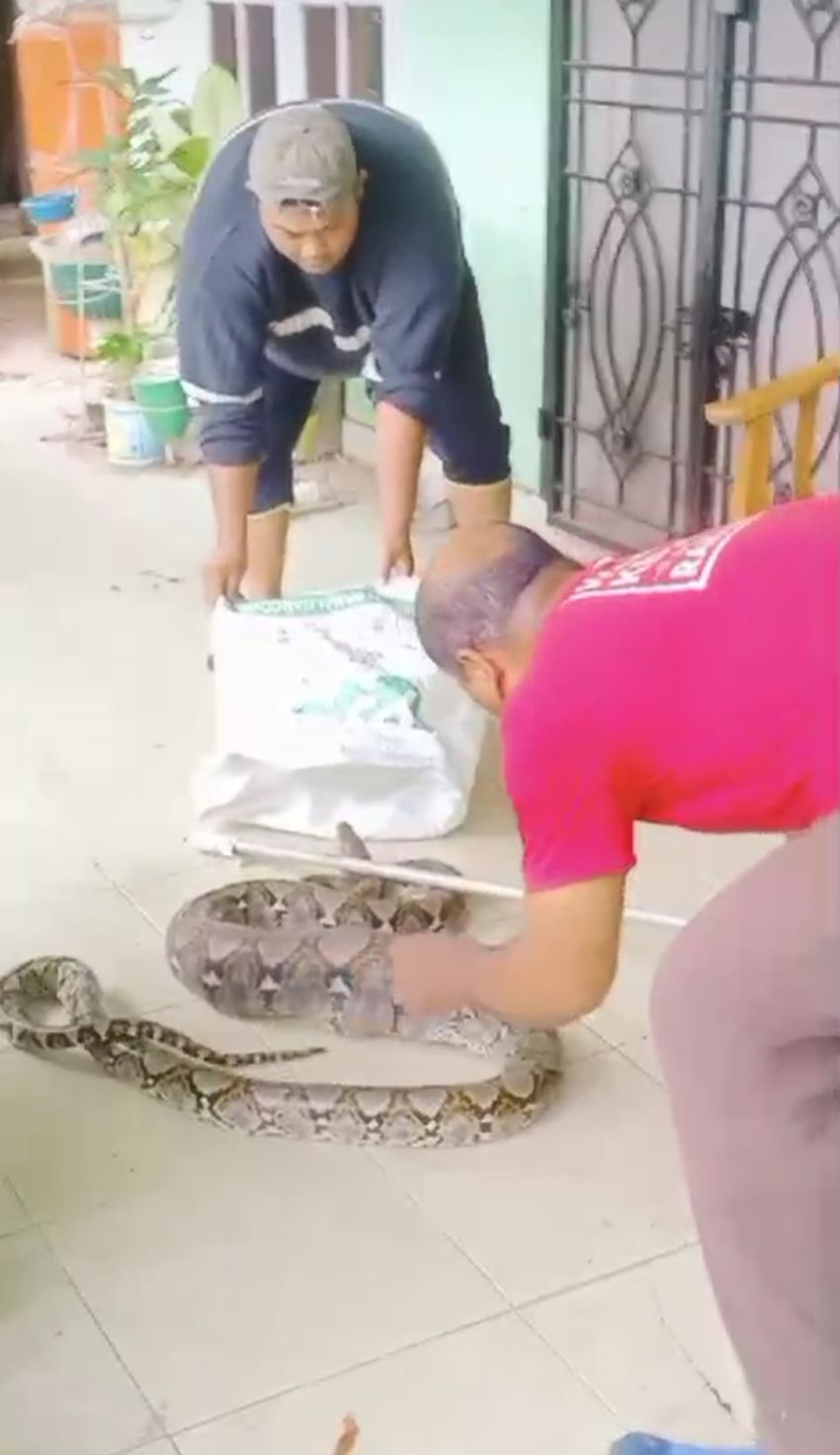 Anggota PWI Dumai Bantu Warga dari Serangan Ular Piton Sepanjang 3 Meter