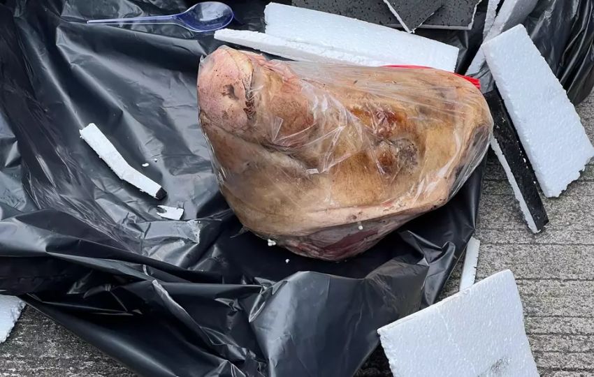 Tempo Diteror, Mendapat Kiriman Kepala Babi Terbungkus Plastik