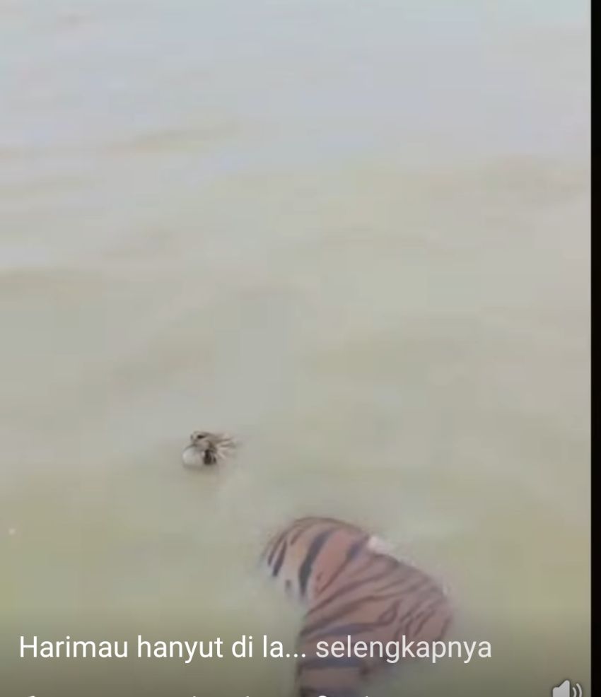 Usai dari Wilmar, Warga Temukan Harimau Berenang di Laut