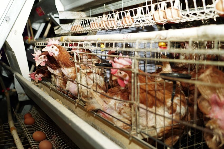Pemerintah Terus Menjaga Stabilitas Pasokan dan Harga Pangan Lindungi Peternak Ayam Ras dari Kerugian