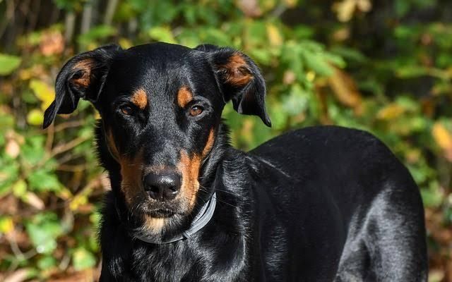 Gegara Anjing Peliharaan yang Mengganggu, Adik Bunuh Kakak Kandung