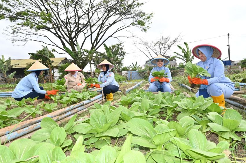 Kontribusi Nyata Lanud Husein Sastranegara Dukung Program MBG, Panen Sayur Didistribusikan ke SPPG