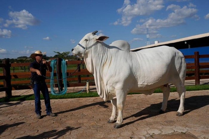 Sapi Termahal Dunia dengan Harga Rp 65 Miliar