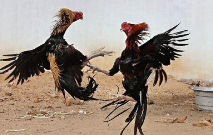 Menonton Sabung Ayam, Seorang Pria Tewas Diserang