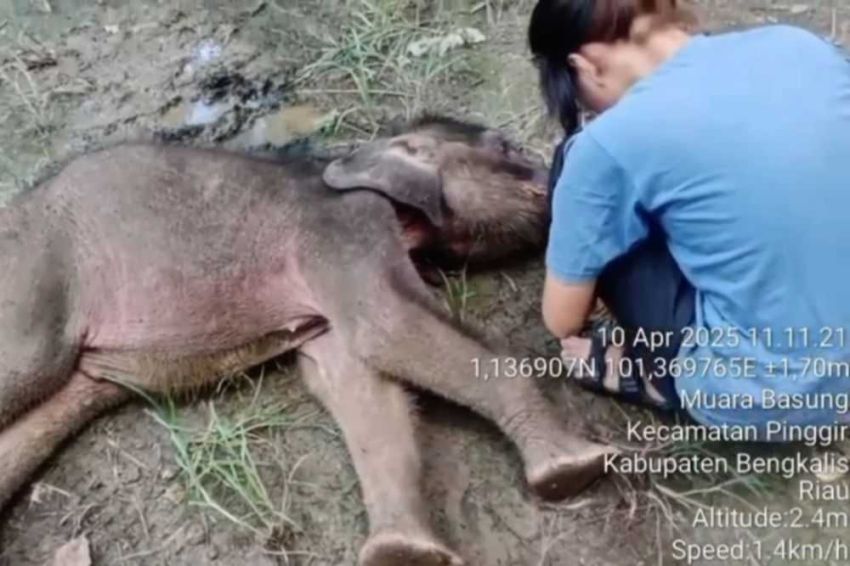 Peringatan Hari Gajah,  Diselimuti Duka, Bayi Gajah Yuni Tutup Usia