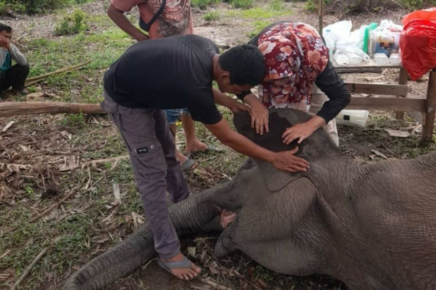 Ada Kecurigaan Diracun , Polda Riau Turunkan Tim Usut Kematian Gajah di TNTN
