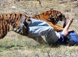 Ngeri! Pulang Bertani Bapak dan Anaknya Diterkam Harimau, Begini Kronologi