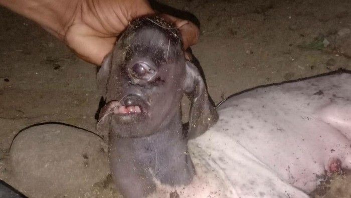 Warga Geger, Seekor Anak Kambing Lahir dengan Mata Satu Mirip 'Dajjal'