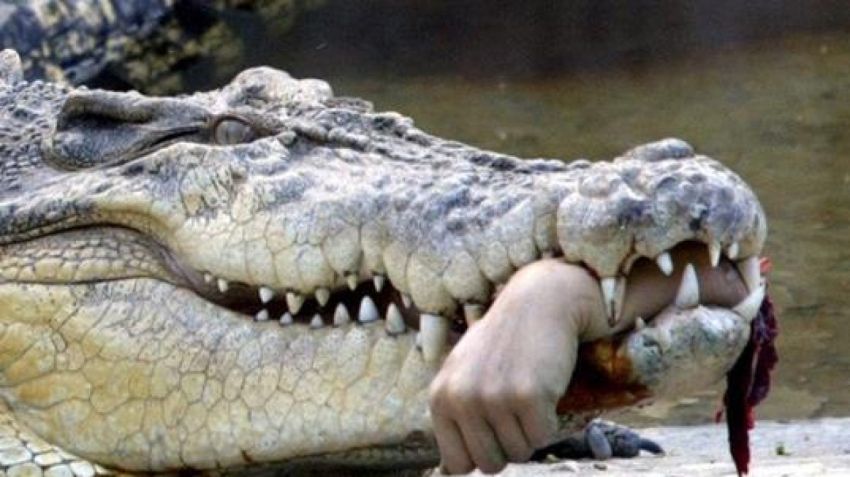 Sedang Merendam Berondolan Sawit, Warga Kisaran Ditarik Buaya di Perairan Sungai Rokan