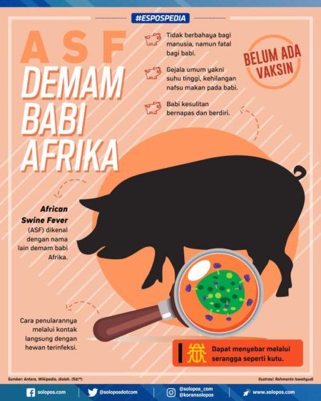 Demam Babi jadi Ancaman, Belum Ditemukan Vaksin