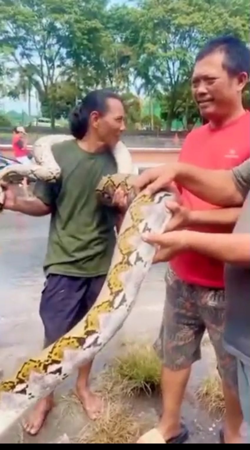 Dumai Kebanjiran, Ular Sepanjang 3 Meter Keluar dari Bertapa