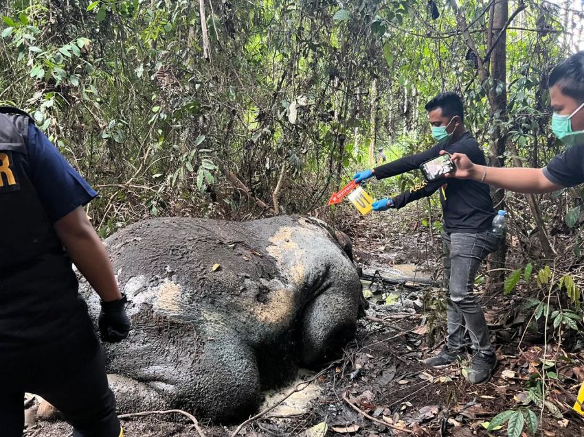 Hasil Labfor Kematian Gajah tanpa Kepala di  Pelalawan Ditembak Senjata Rakitan