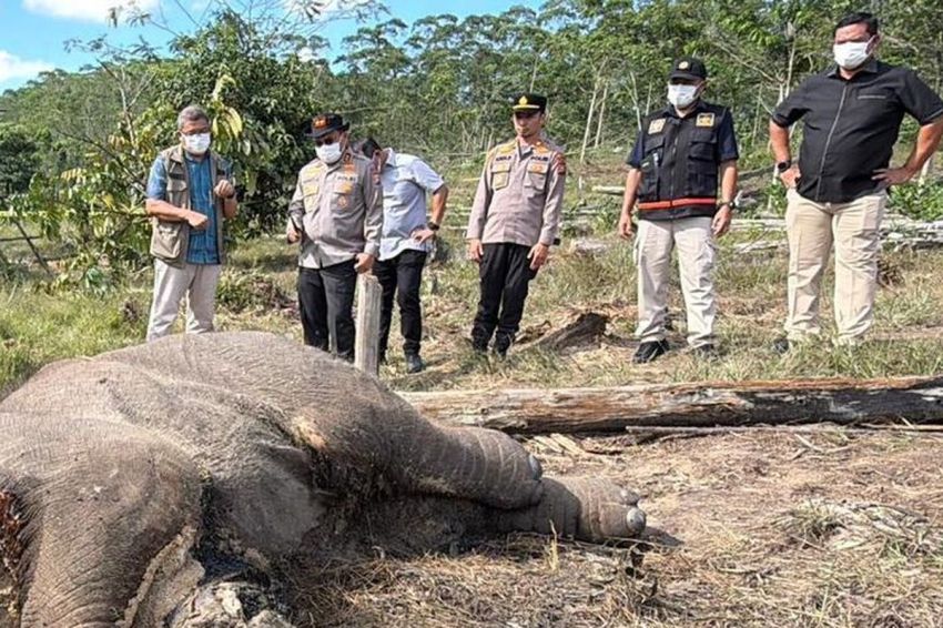 Karena Jeratan, Diduga Penyebab Anak Gajah Mati di Pelalawan