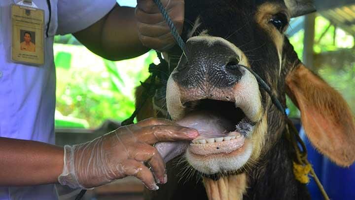 Satu Ternah Mati di Dumai Terserang Penyakit Mulut dan Kuku