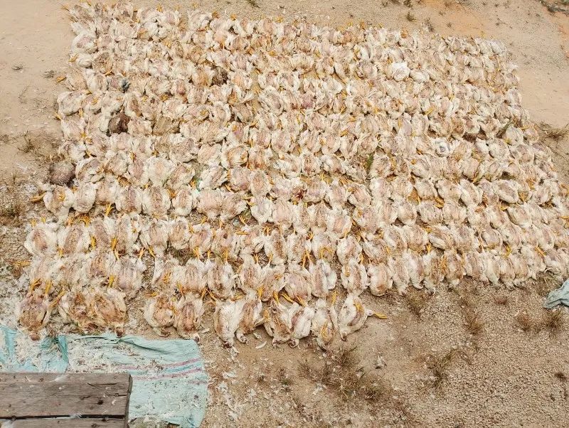 Terpapar Asap dan Panas Karlahut di Dumai Satu Kandang Ayam Potong Tewas