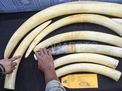 Otak Pelaku Pembantaian Gajah di Pelalawan Buronan Kelas Kakap