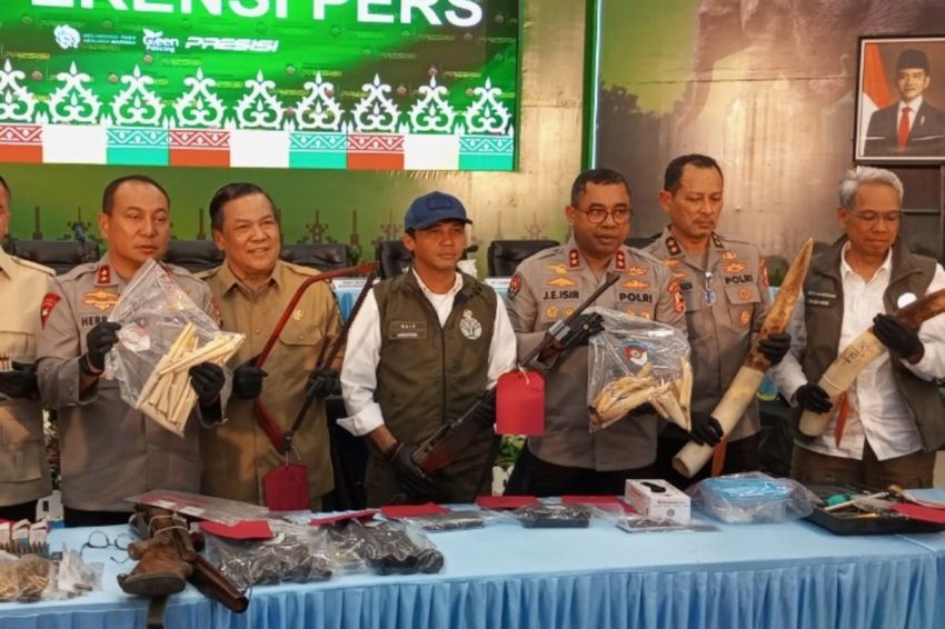 Kepala Dipenggal Gading Dijual Seharga Ratusan Hingga Kota Surakarta