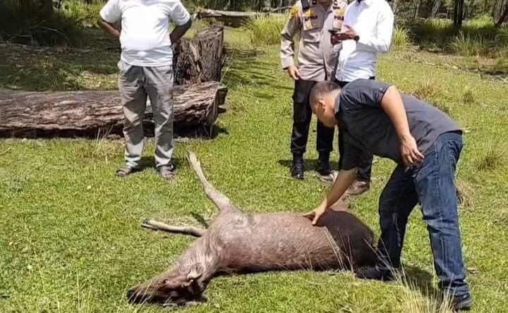 Rusa di Penangkaran Kawasan Taman Tengku Agung Siak Dimutilasi