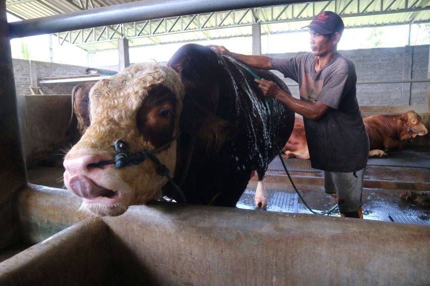 13 Sapi Kurban Prabowo Super Besar dari Riau Akan di Sembelih di Idul Adha