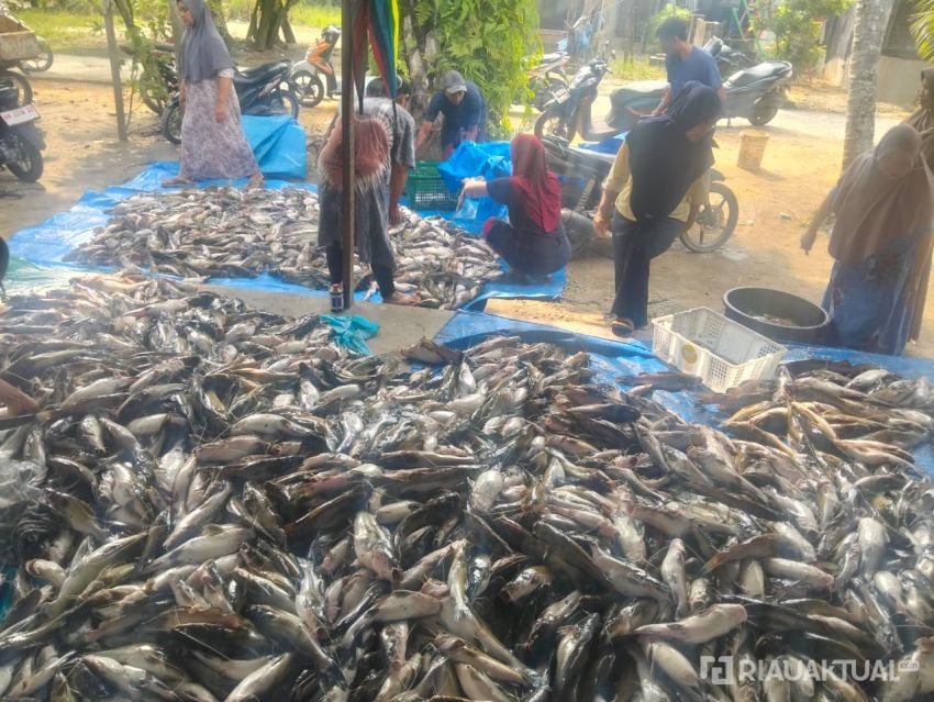 Diduga Pencemaran Limbah, Ribuan Ikan Tambak di Sungai Kampar Mati