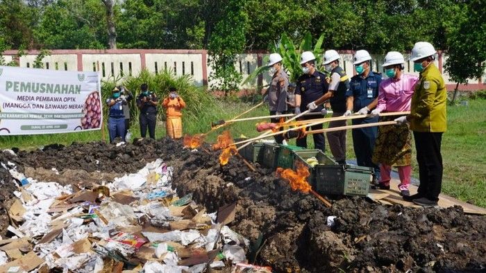 13 Ton Bawang Merah dan Mangga Dimusnahkan Secara Dibakar