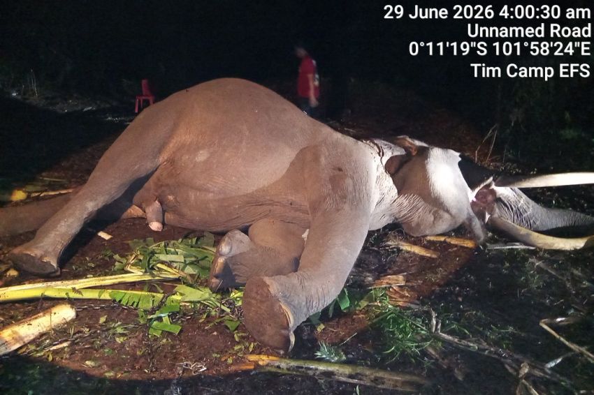 Indro 45 Tahun Tewas di Camp Elephant Flying Squad