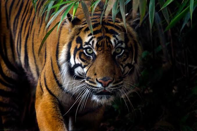 Sedang Mencari Sinyal Handphone, Eko Prastio Tewas Diterkam Harimau